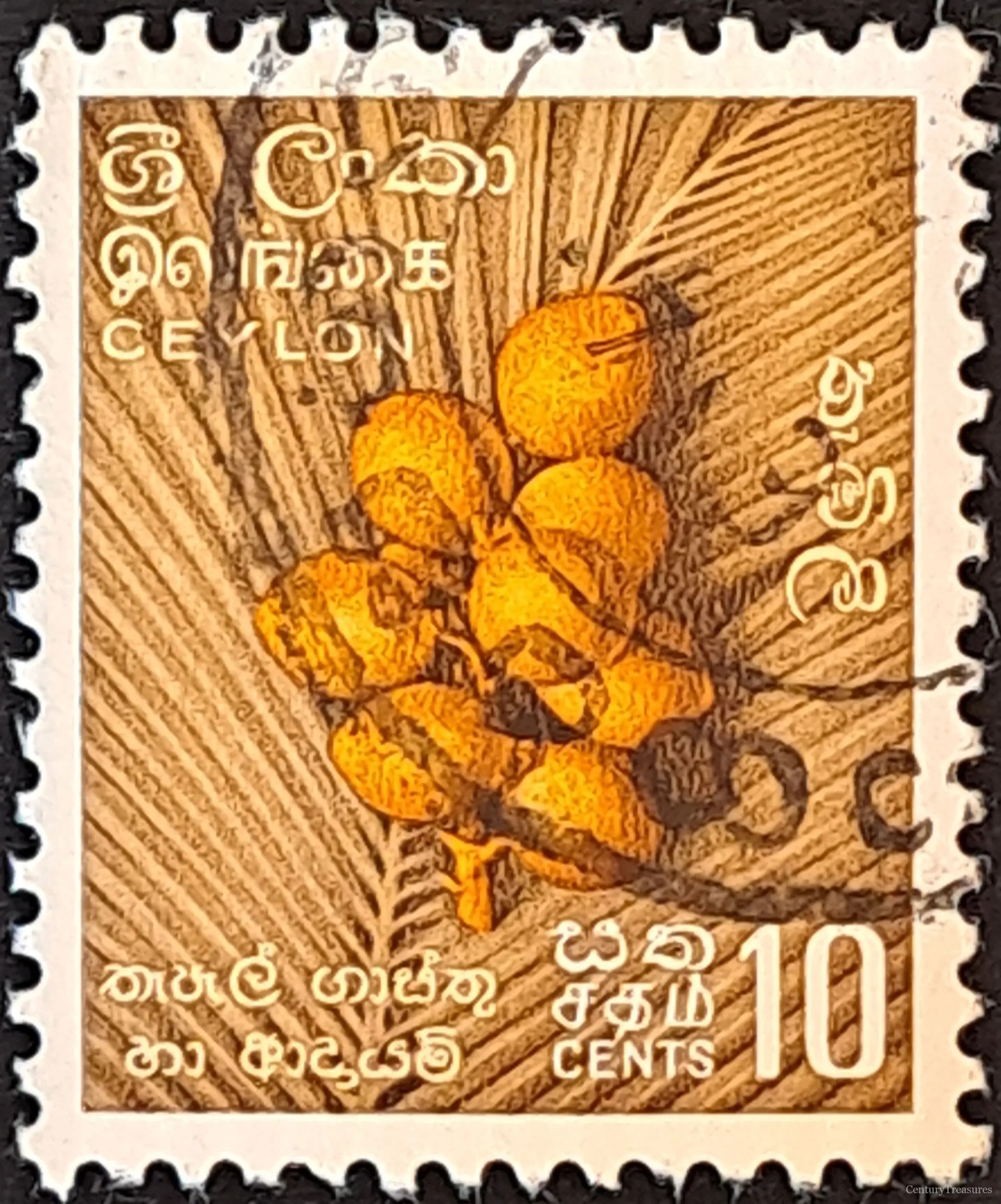 Ceylonese Golden Palm Harvest