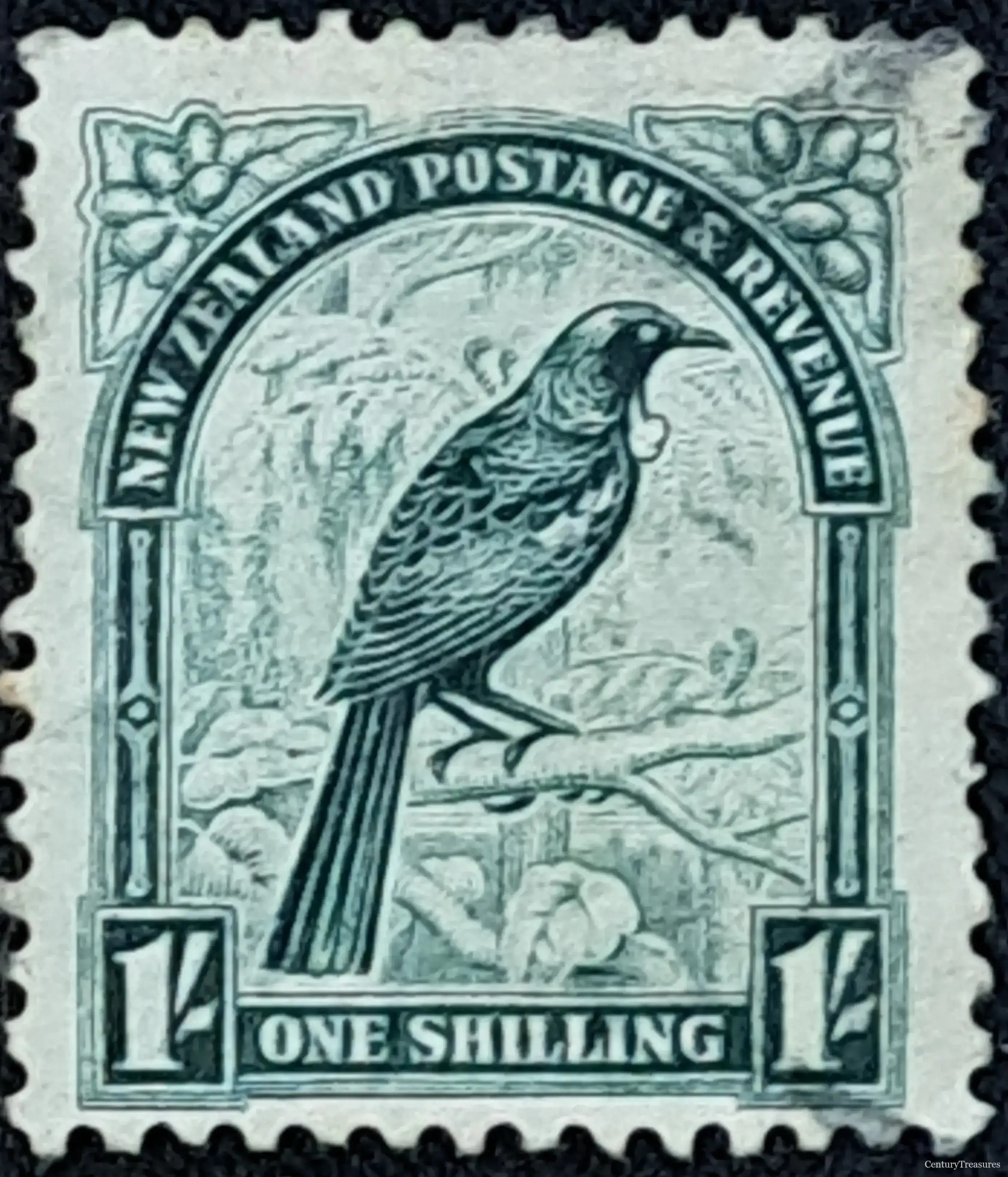 New Zealand Tui Bird Pictorial