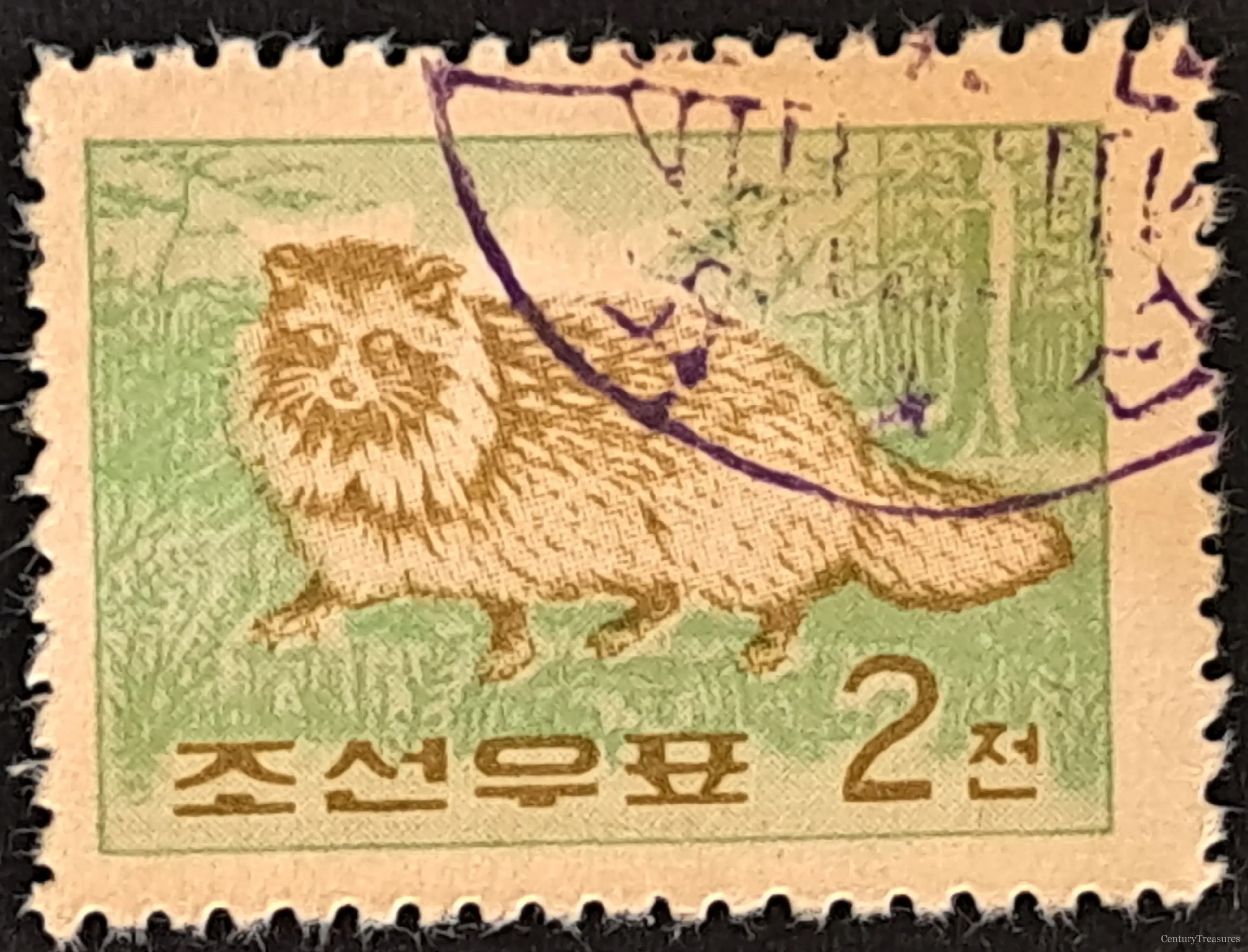 Foraging Raccoon Dog