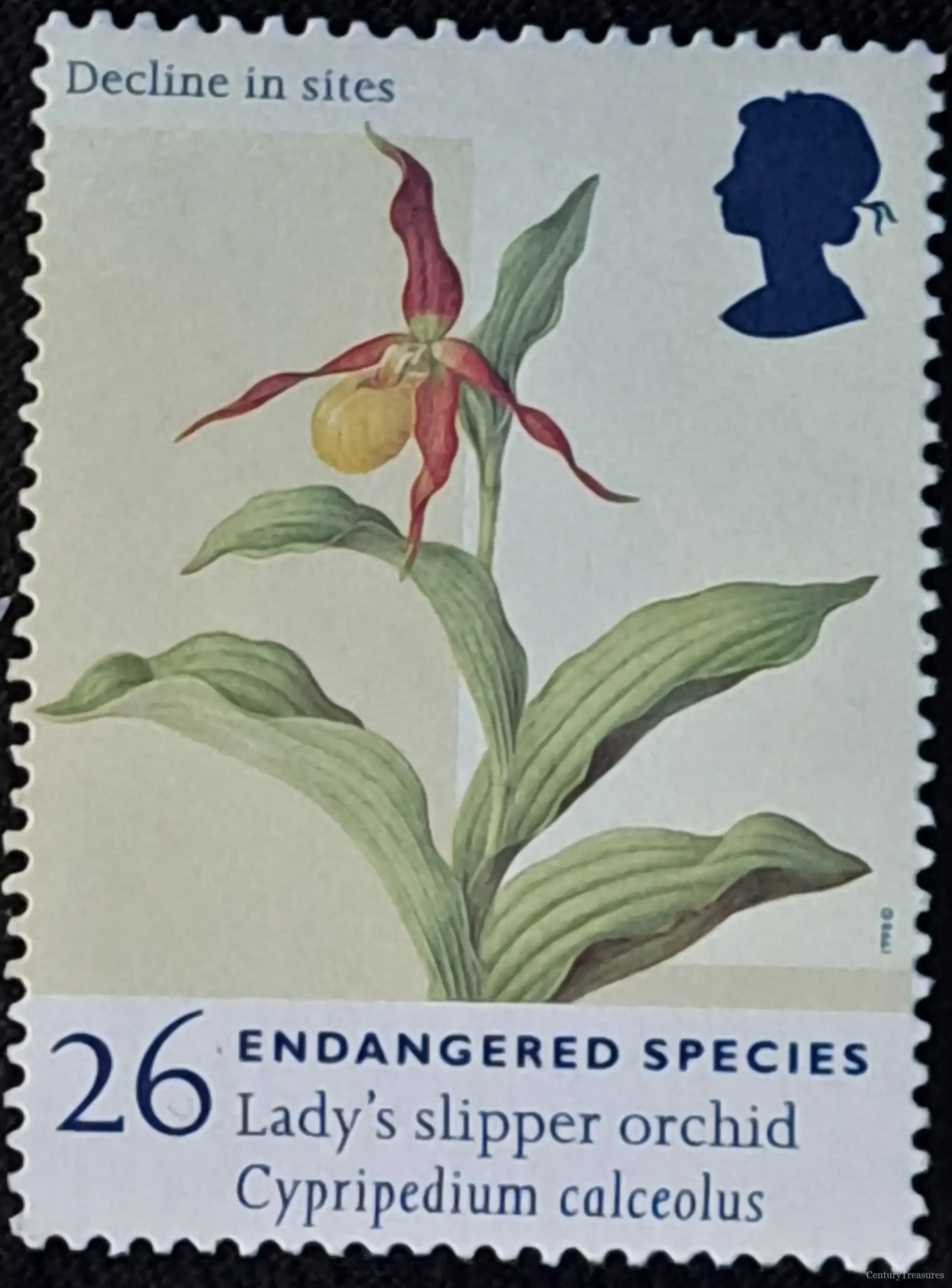 UK Endangered Species "Lady's Slipper Orchid"