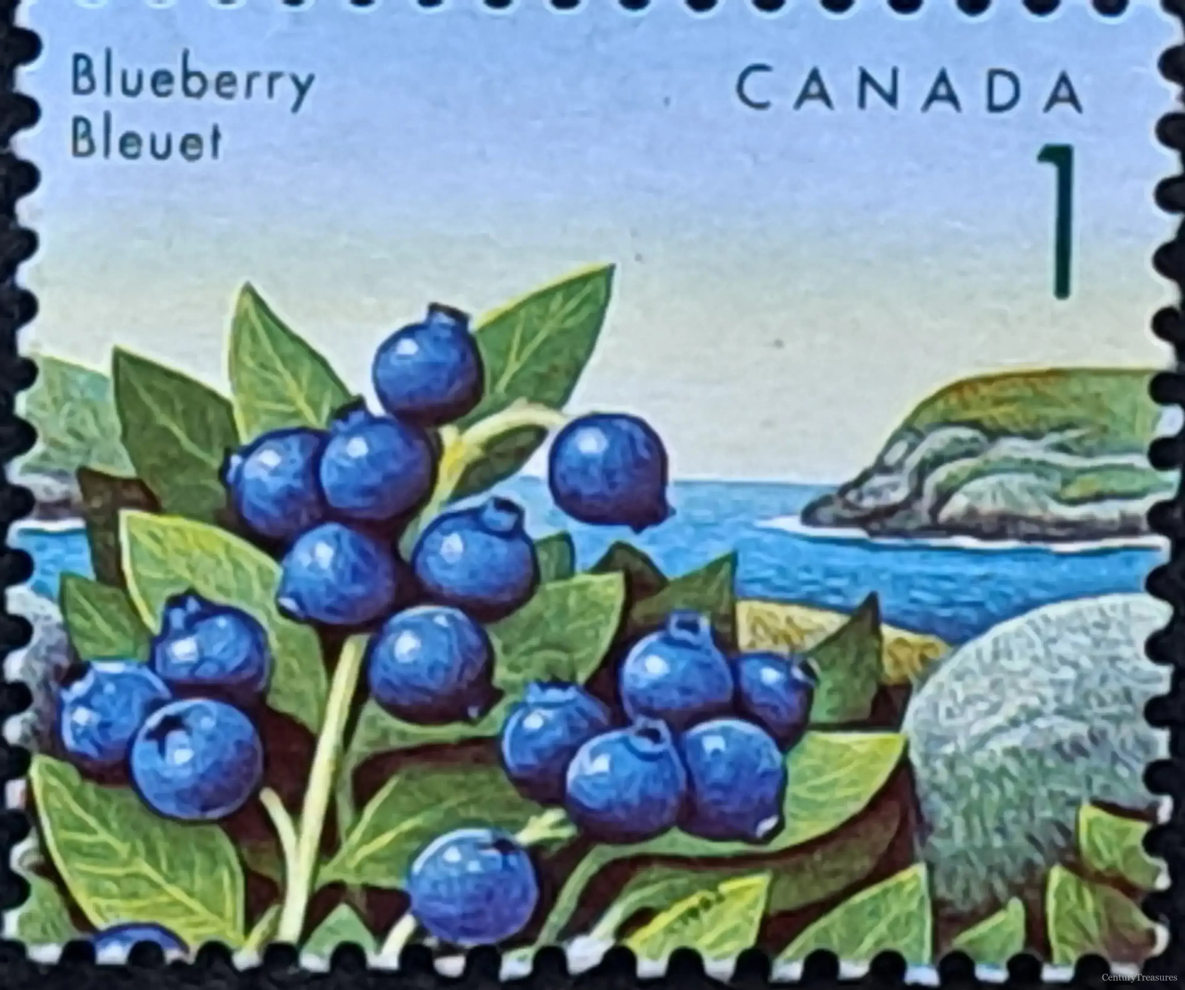 Canadian Blueberry Definitive