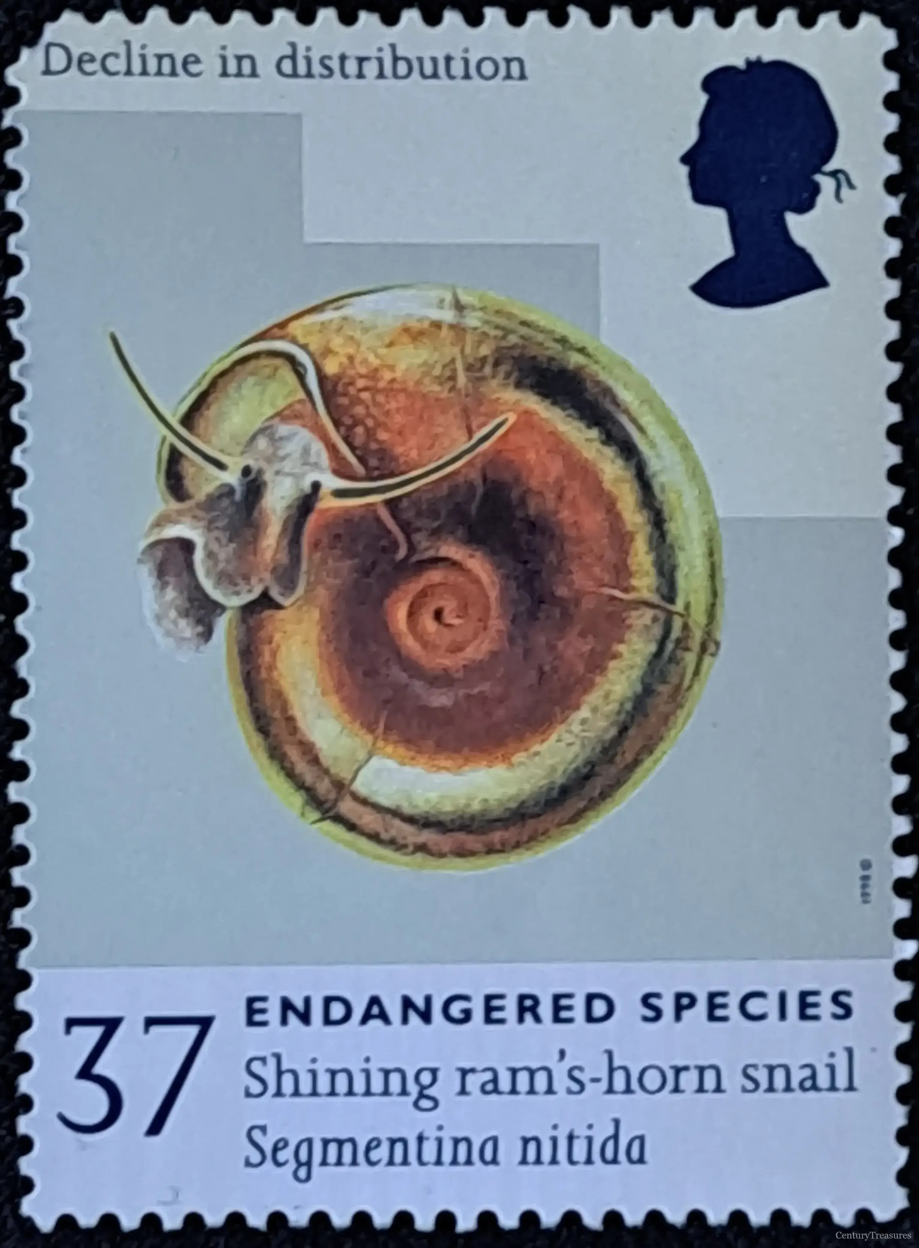 Shining Ram’s-horn Snail