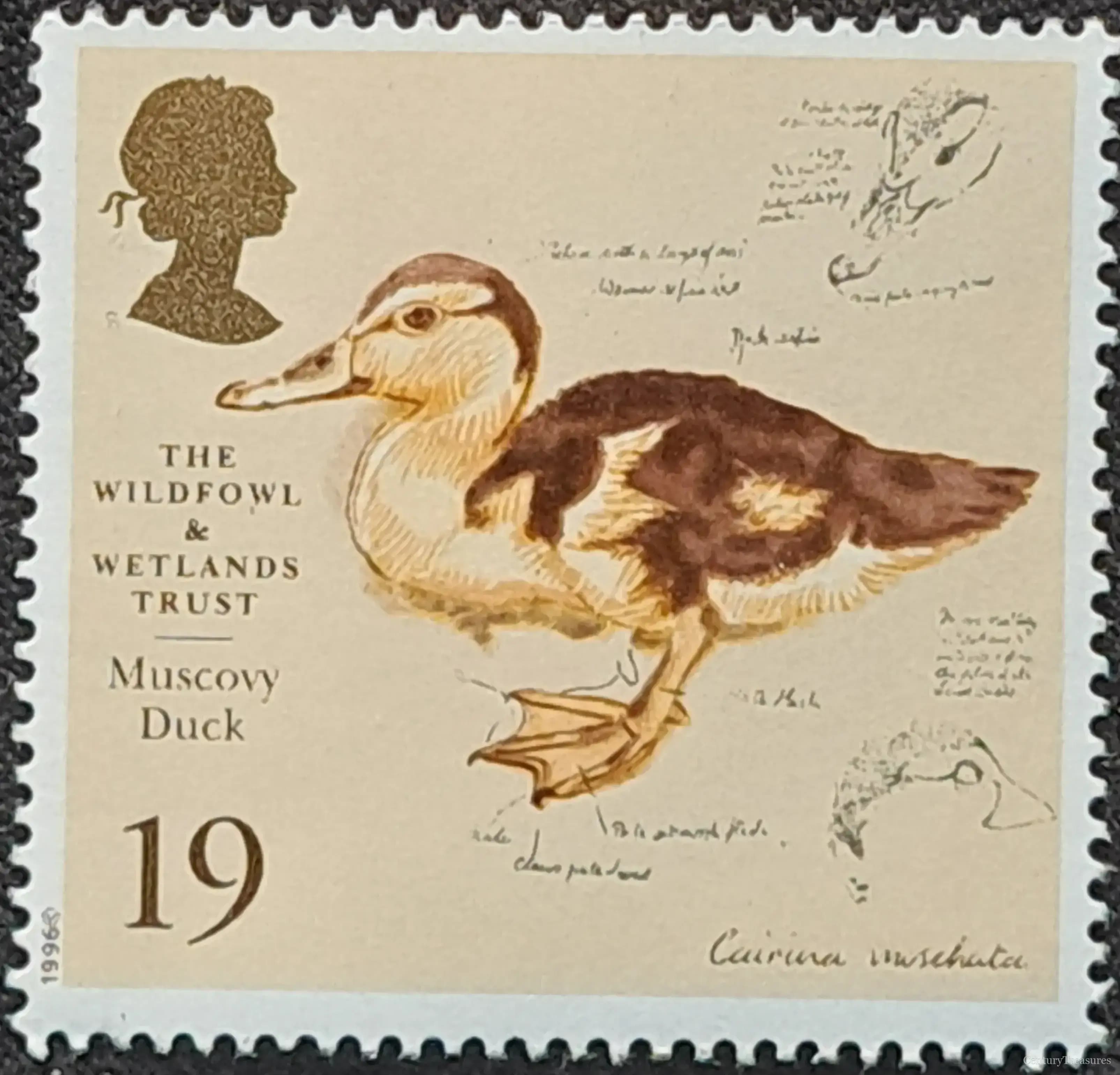 Wildfowl & Wetlands Trust Muscovy Duck