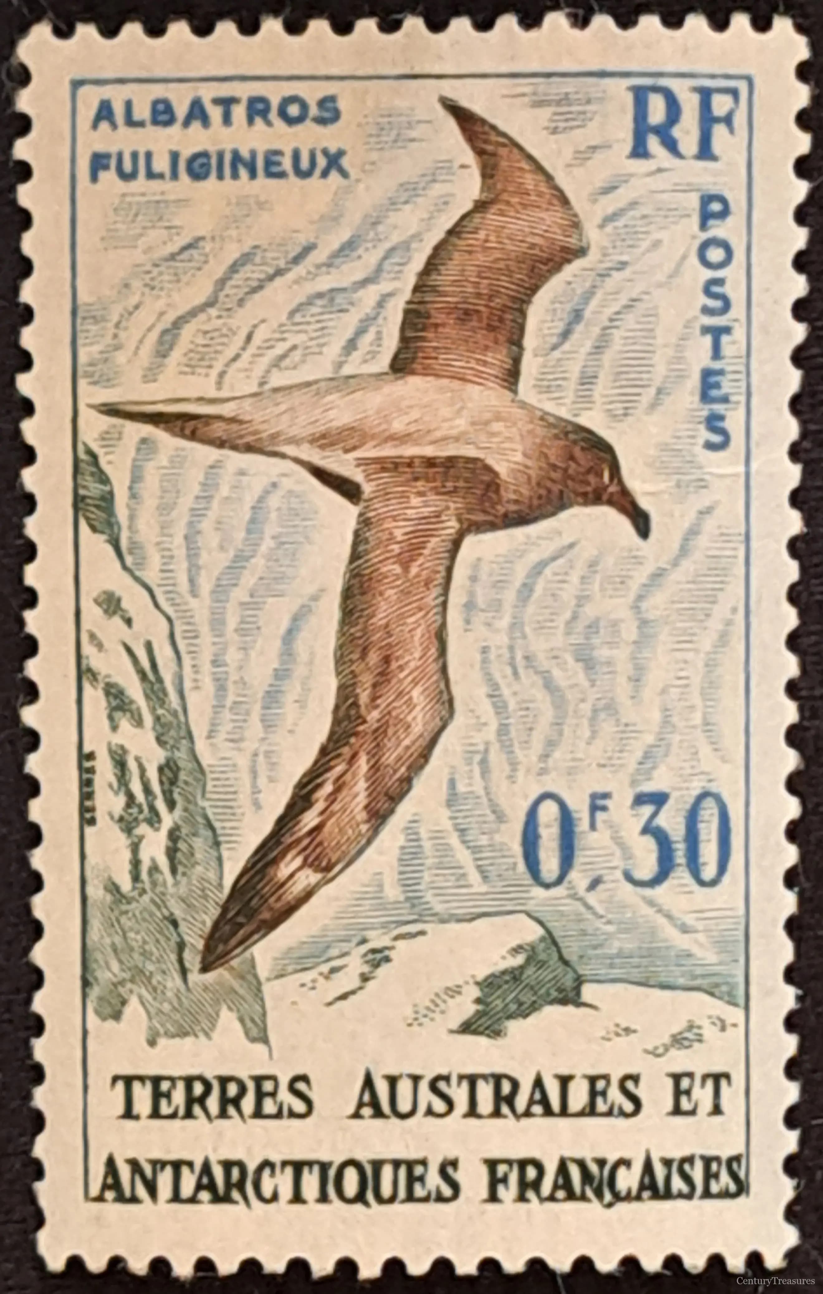 French Antarctic Sooty Albatross Definitive