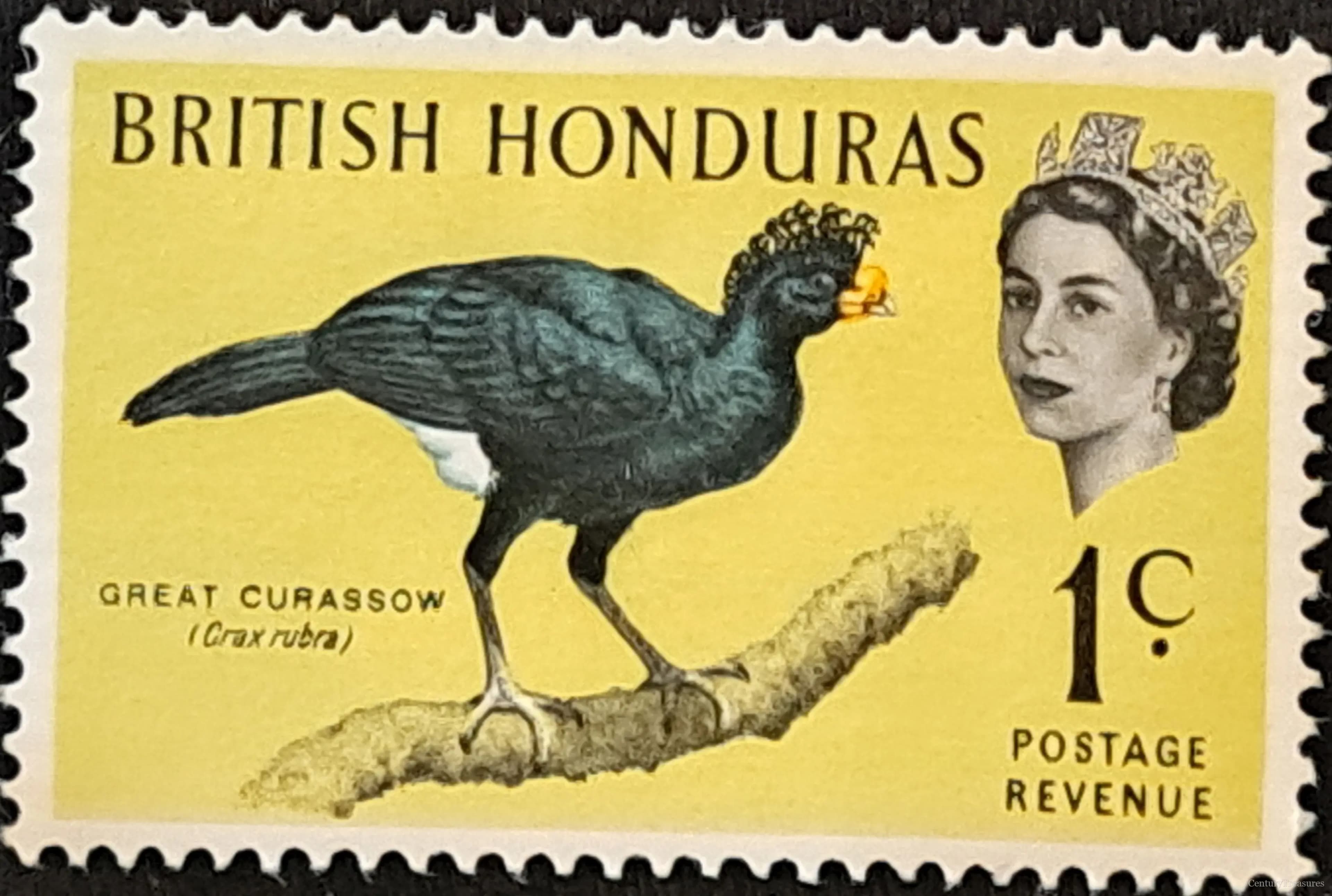 The Crown's Curassow