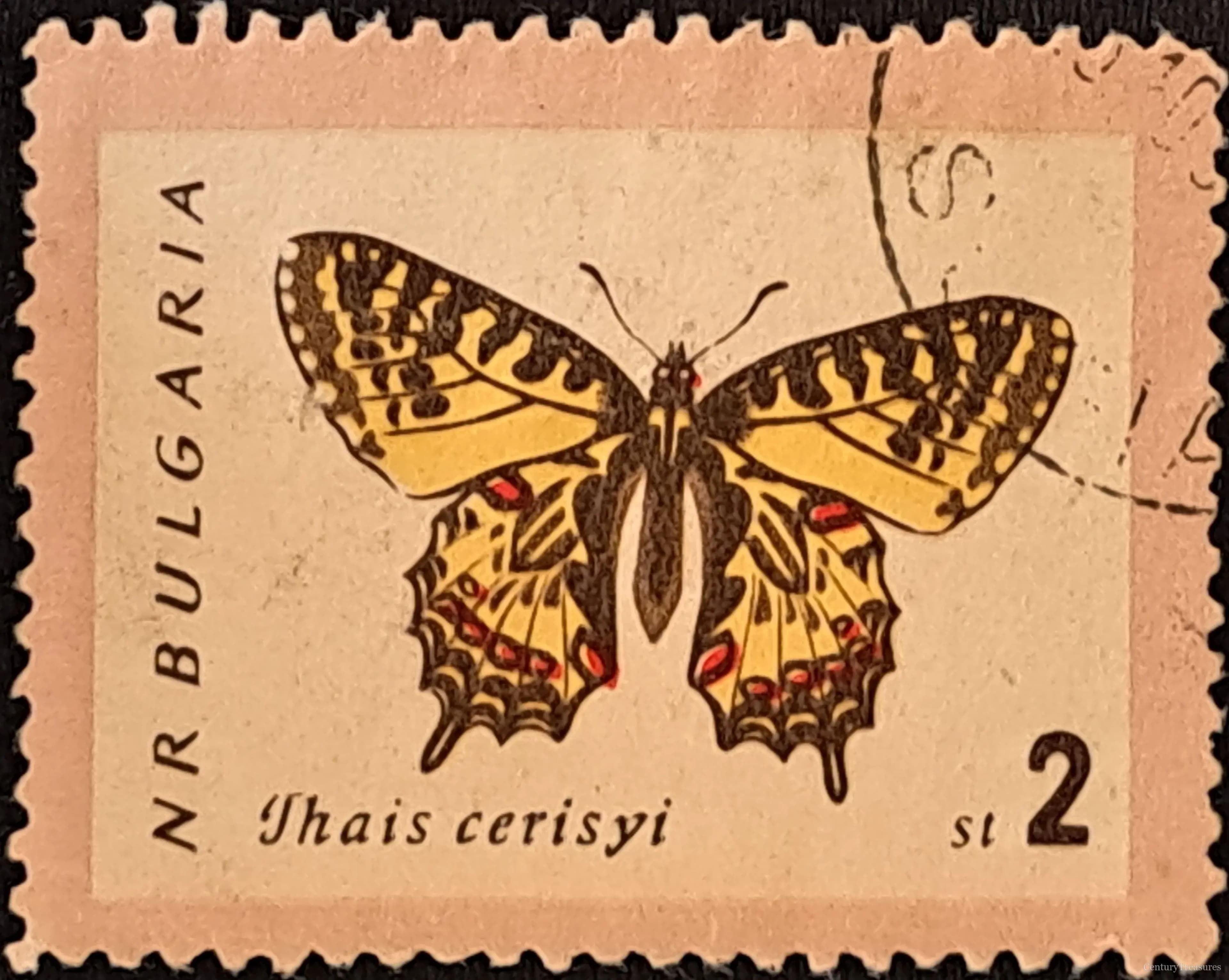 The Bulgarian Eastern Festoon