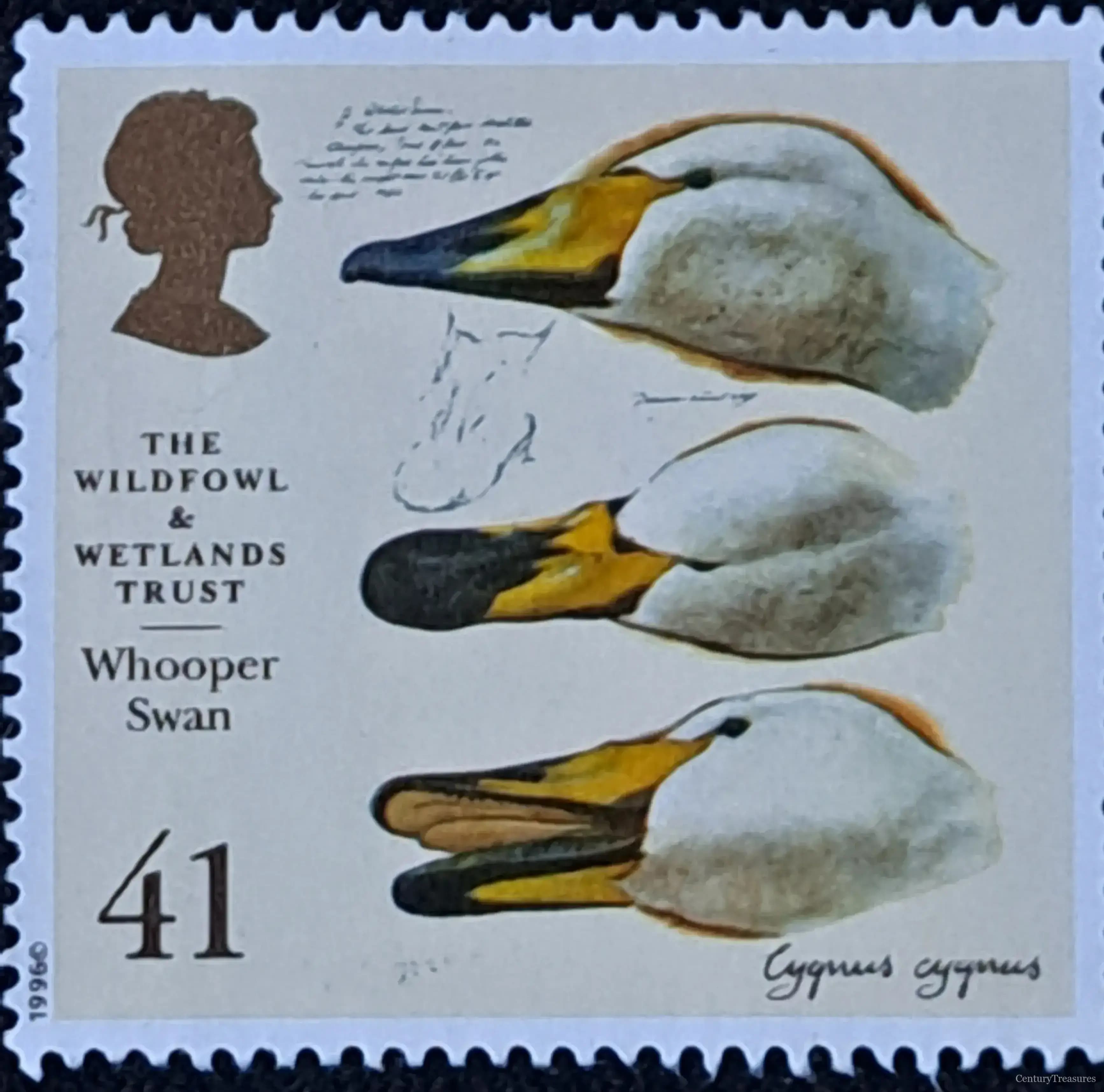 The Study of Swans