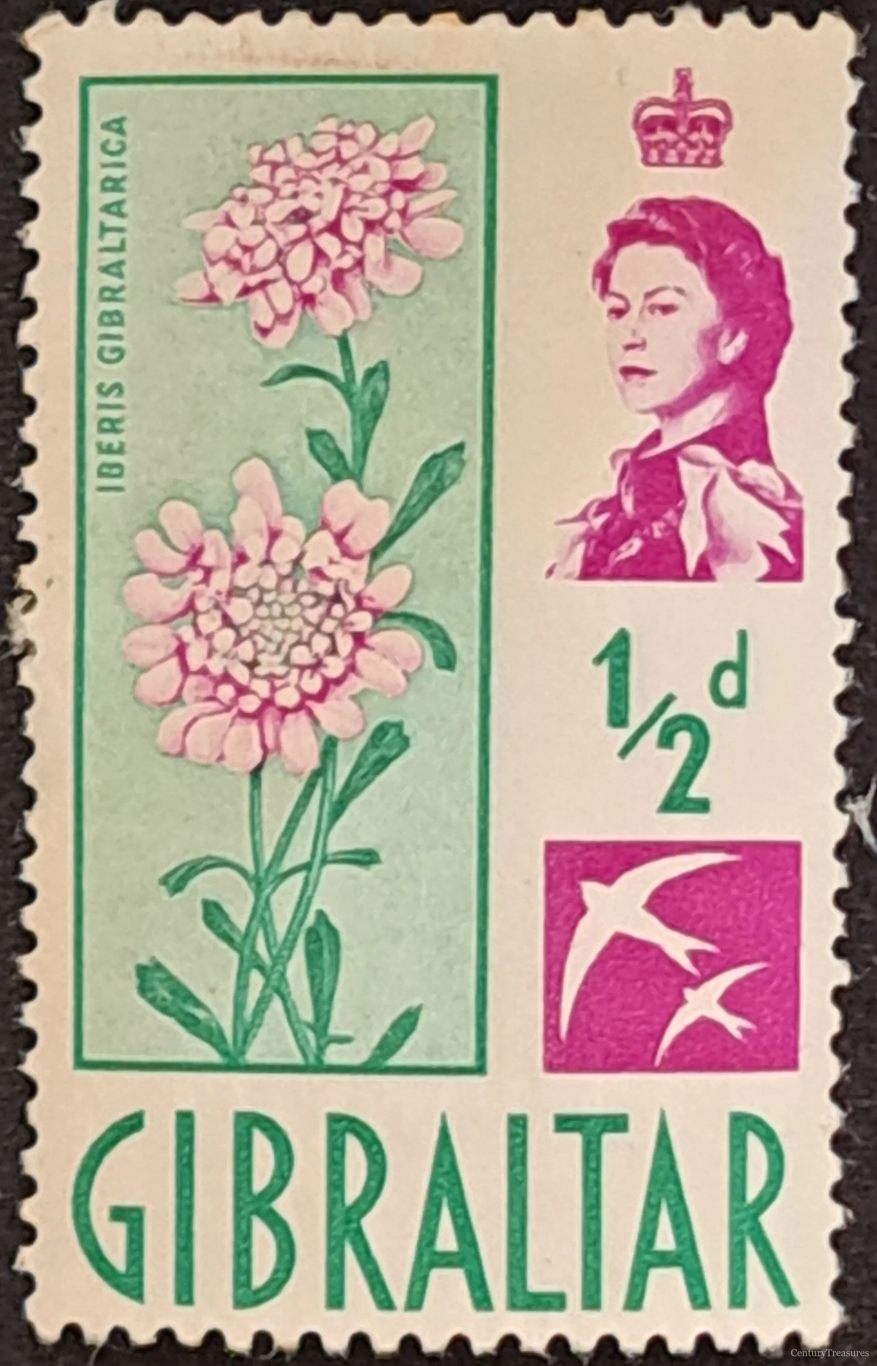 Gibraltar Candytuft Pictorial