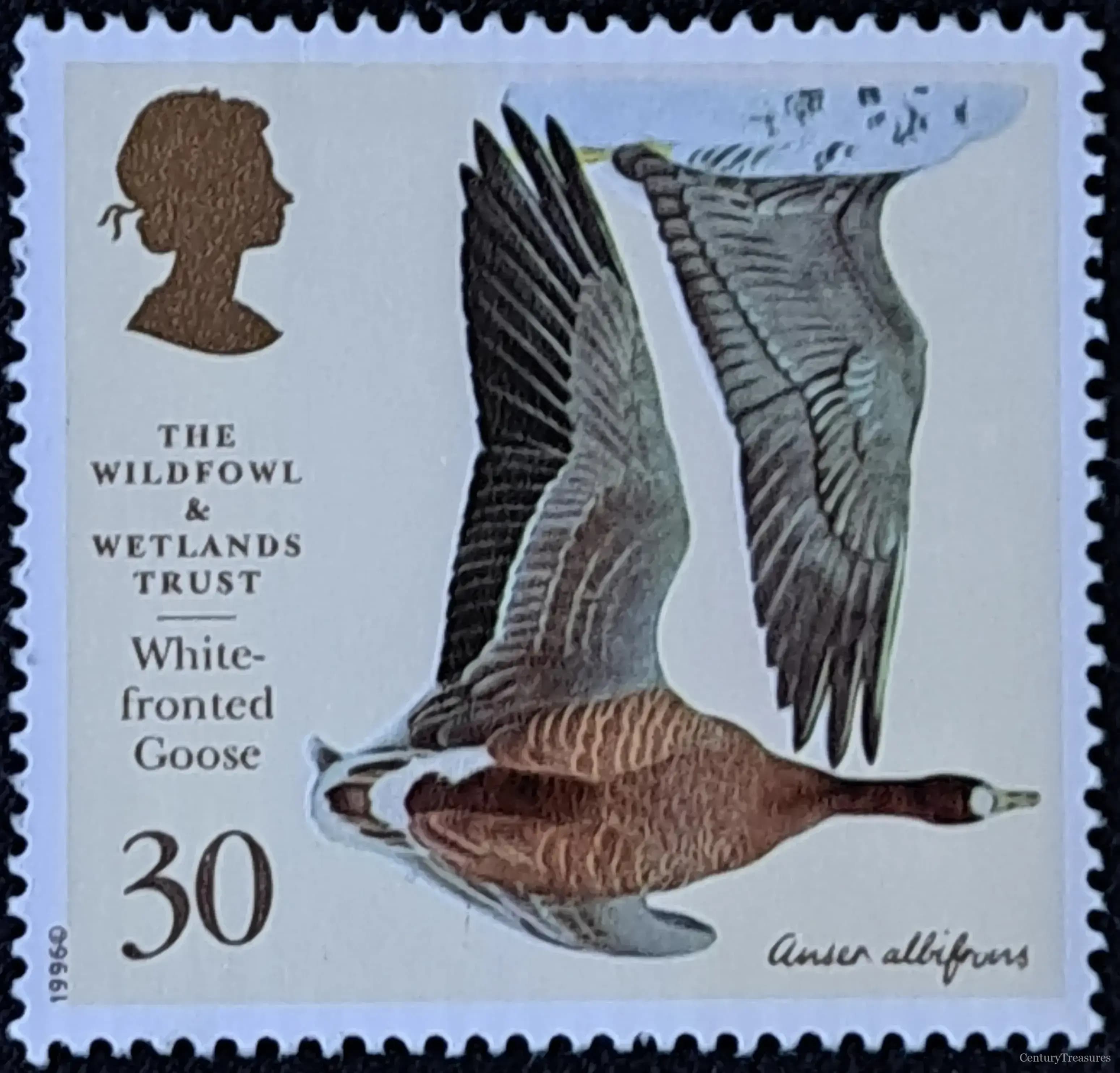 Avian Wetland Conservation