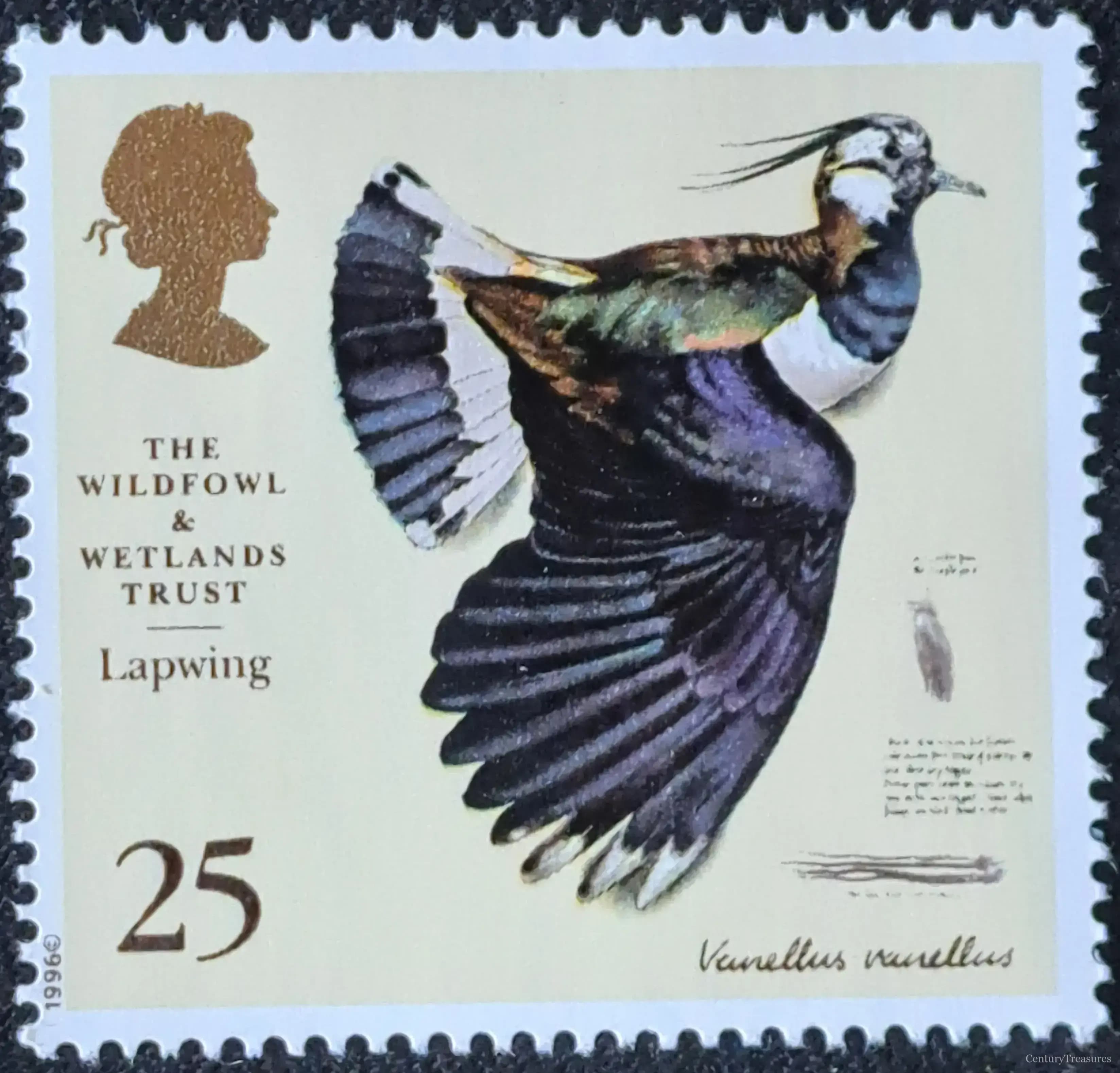 The Wildfowl & Wetlands Trust Lapwing